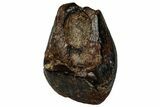 Fossil Ceratopsian Dinosaur Tooth - Judith River Formation #299690-1